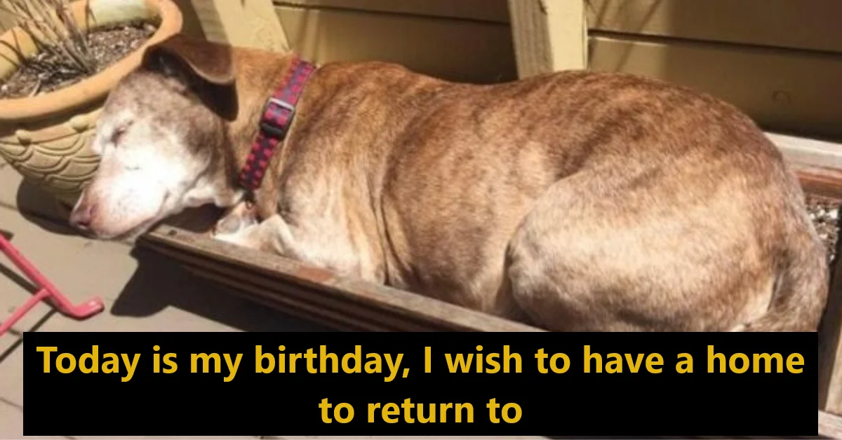 Today is my birthday, I wish to have a home to return to