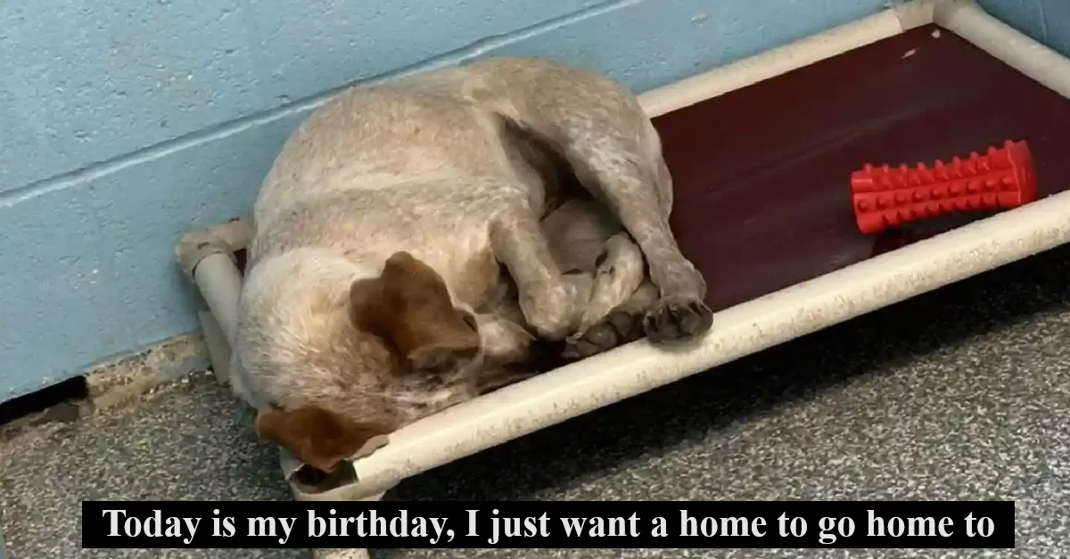 Today is my birthday, I just want a home to go home to