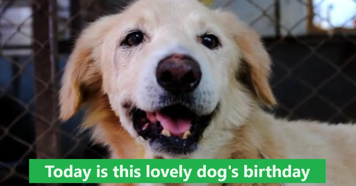 The dog named Lucie was adopted on her birthday. Today is this adorable dog’s birthday, send her your best wishes!