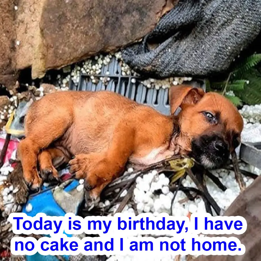 Today is my birthday, I have no cake and I am not home