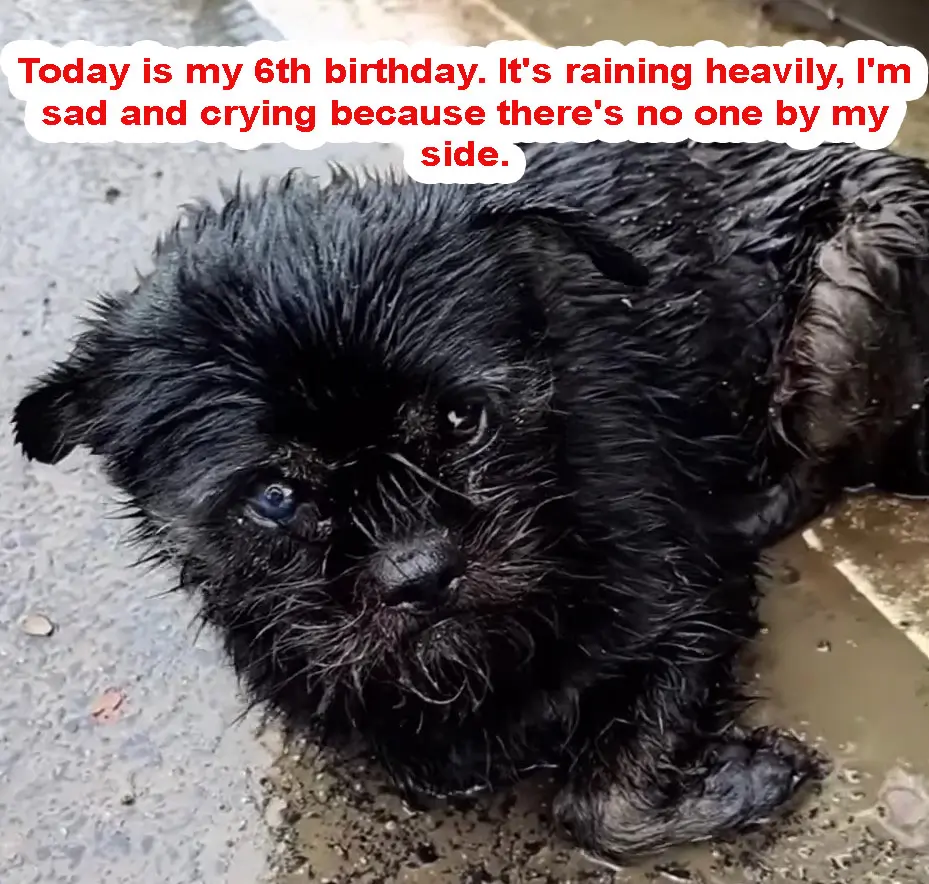 Today is my 6th birthday. It’s raining heavily, I’m sad and crying because there’s no one by my side.