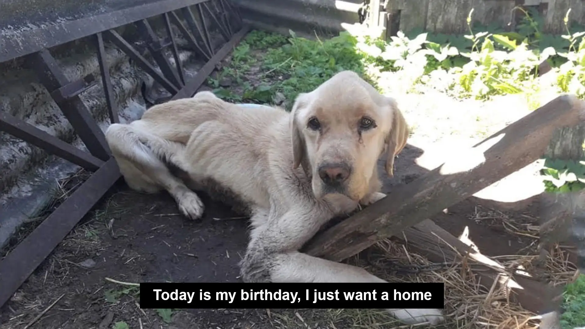 Today is my birthday, I just want a home