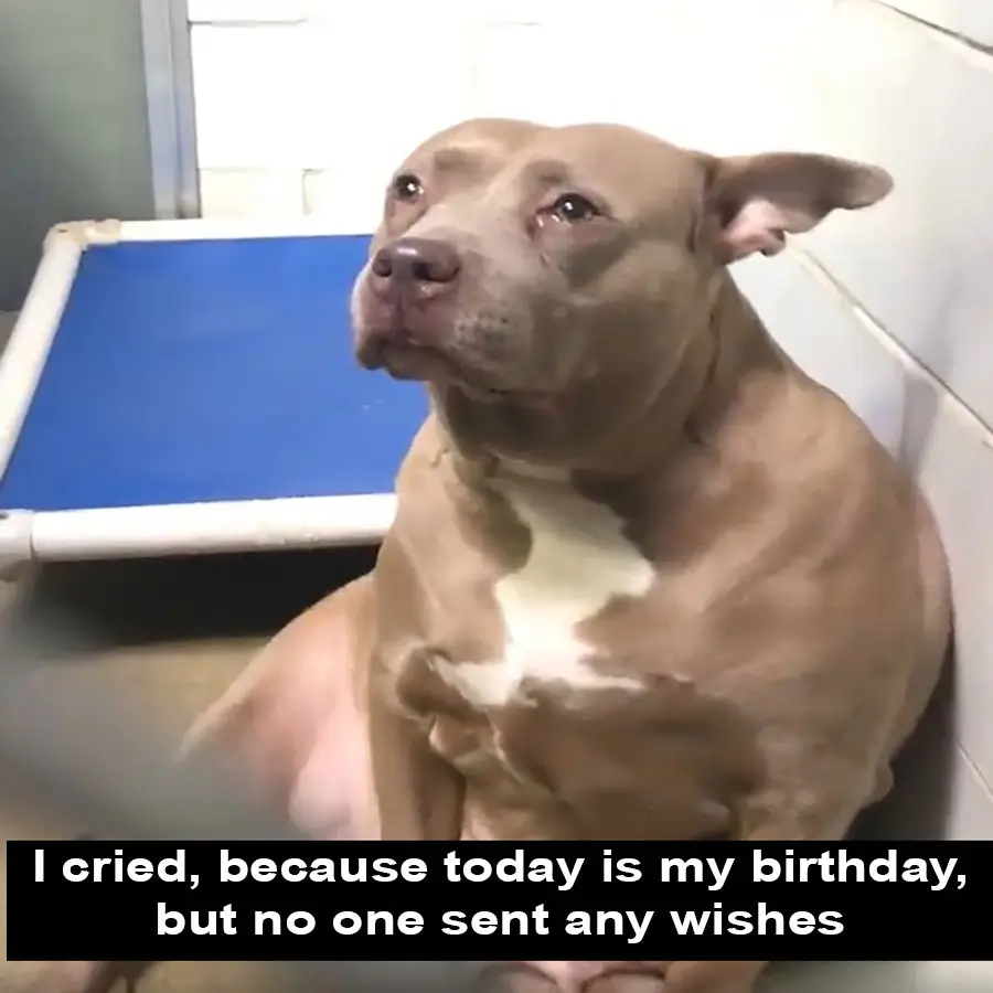 I cried, because today is my birthday, but no one sent any wishes