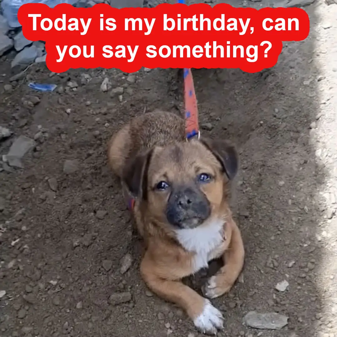 Today is my birthday, can you say something?