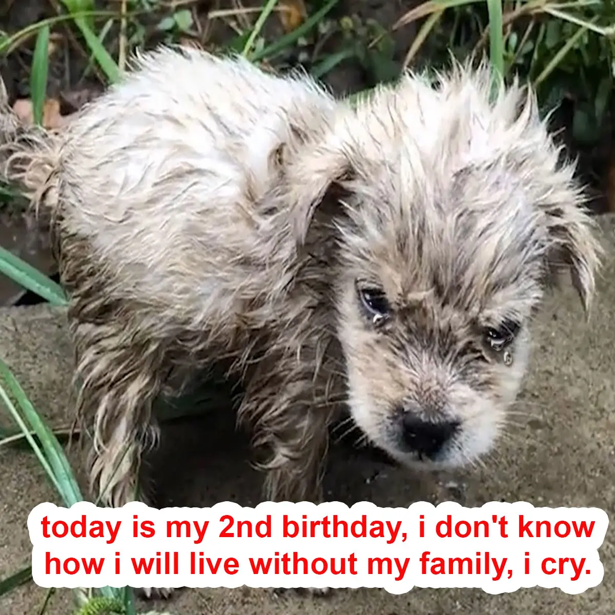 Today is my 2nd birthday, i don’t know how i will live without my family, i cry.