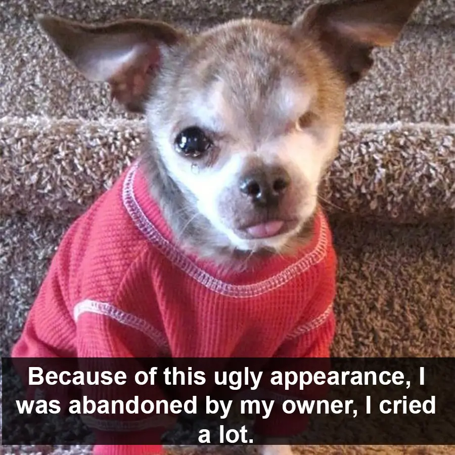 Because of this ugly appearance, I was abandoned by my owner, I cried a lot