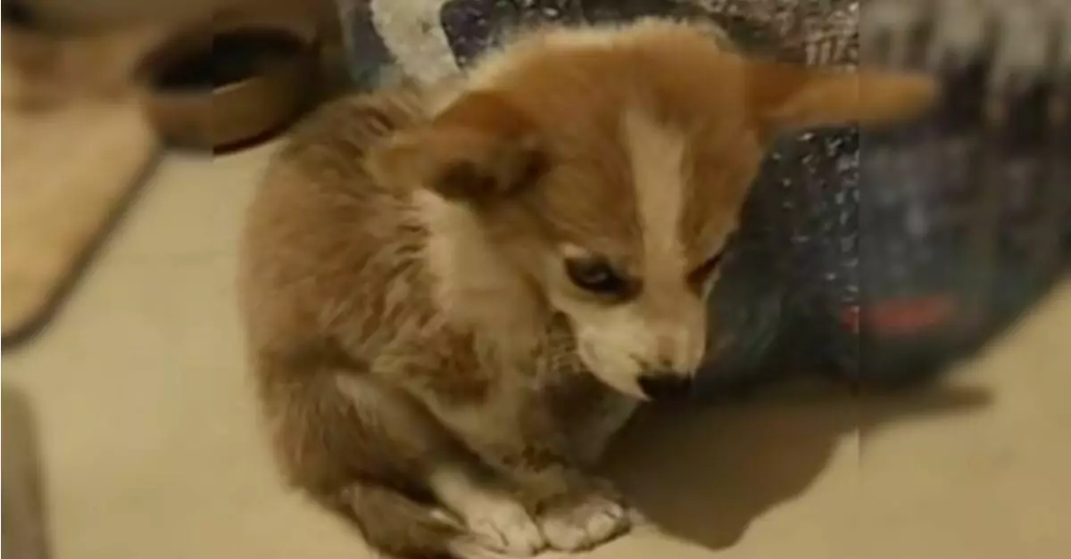 Abandoned puppy found crying on the street can’t stop smiling after being rescued