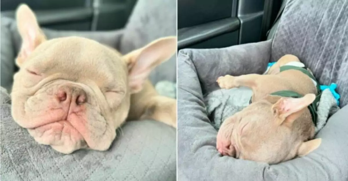 This adorable puppy was born with legs that are oriented backward, prompting his rescuer to assist him in learning to walk