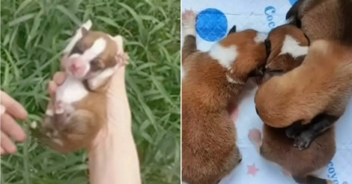 Newly born puppies were heartlessly deserted by their owner, crying out loudly in search of their mother