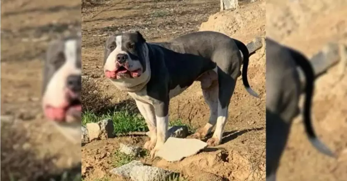 A rescuer assists a chubby face dog and then discovers the underlying problem affecting him