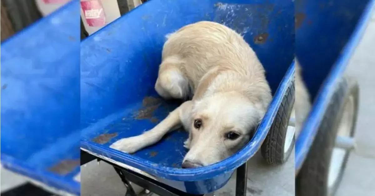 A Dog Transported in a Wheelbarrow for Euthanasia Receives a New Opportunity at Life