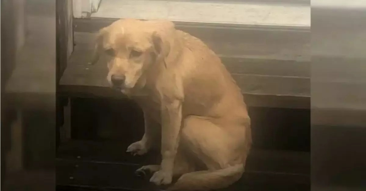 A malnourished puppy was abandoned on the roadside in a chair, too frightened to abandon its spot in search of food