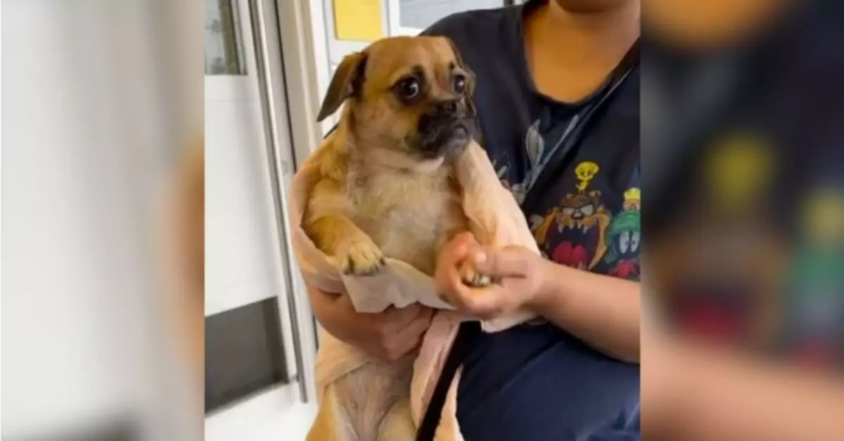 Disabled Dog Abandoned in Public Toilet, But It Ends Up Leading to the Best Thing for the Dog