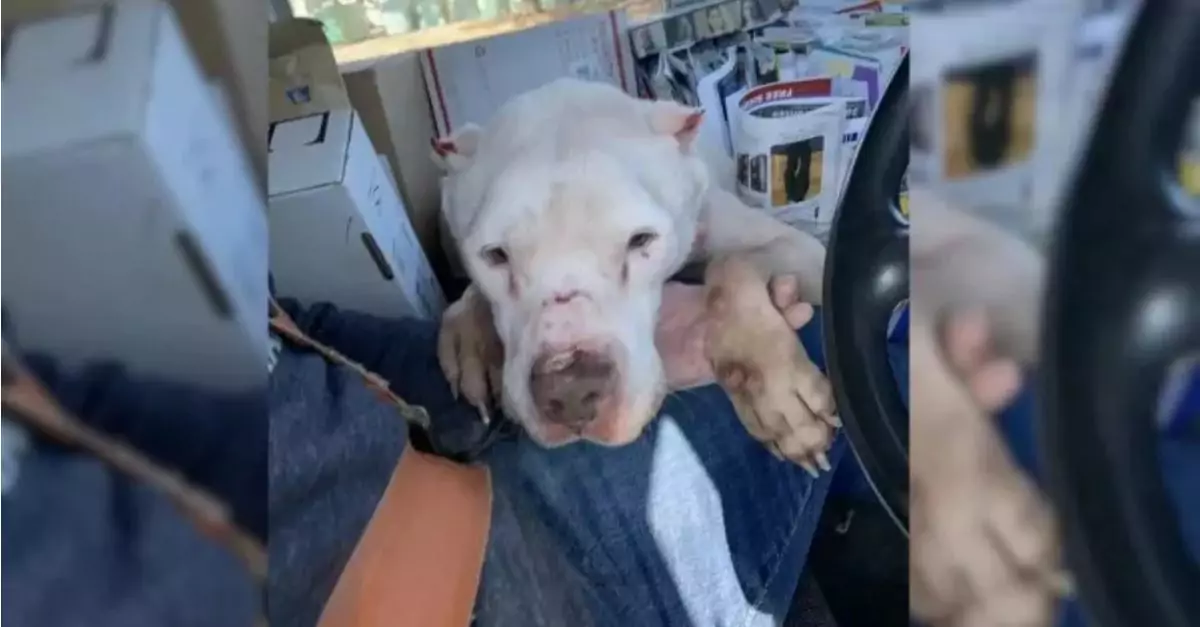 A mailman found a puppy lying motionless on the side of the road and decided to rescue the dog