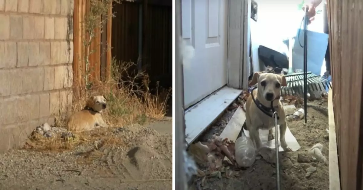 A senior dog, left behind, endures a three-year struggle in a desolate town, becoming increasingly hesitant to place trust in others