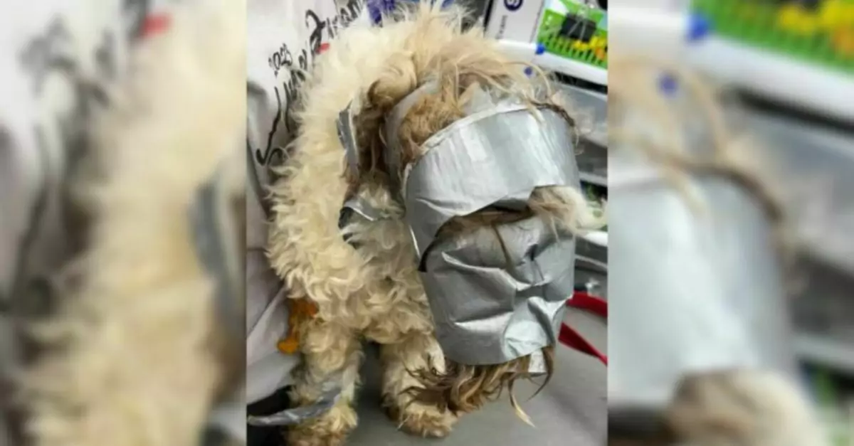 A dog that had been reported missing was discovered in a dumpster, with its face and body bound in duct tape, crying out for its owner