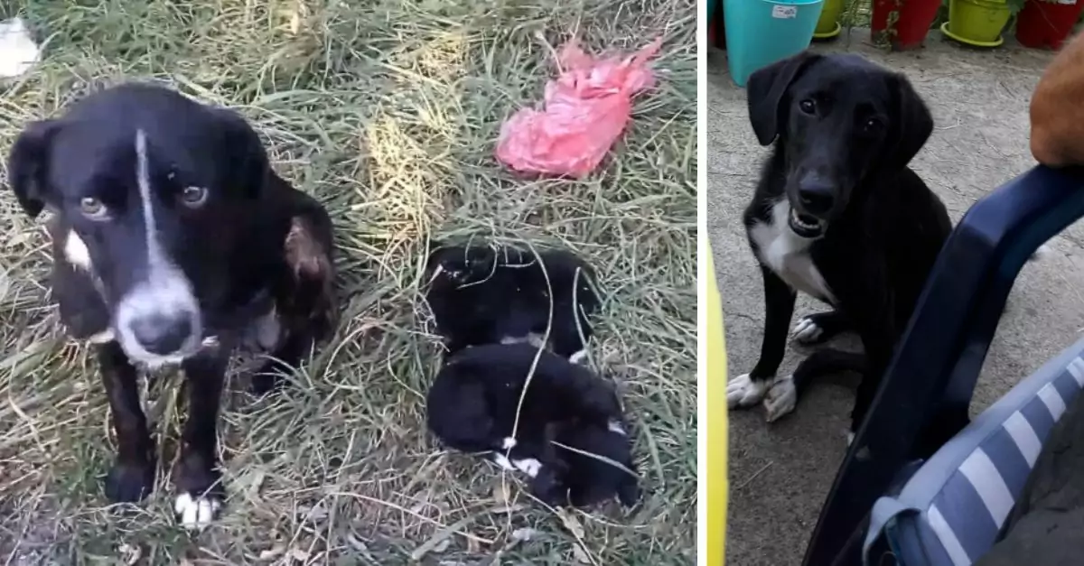 The sorrowful mother dog gazed at the rescuer with tear-filled eyes, imploring for assistance to save her wounded puppies