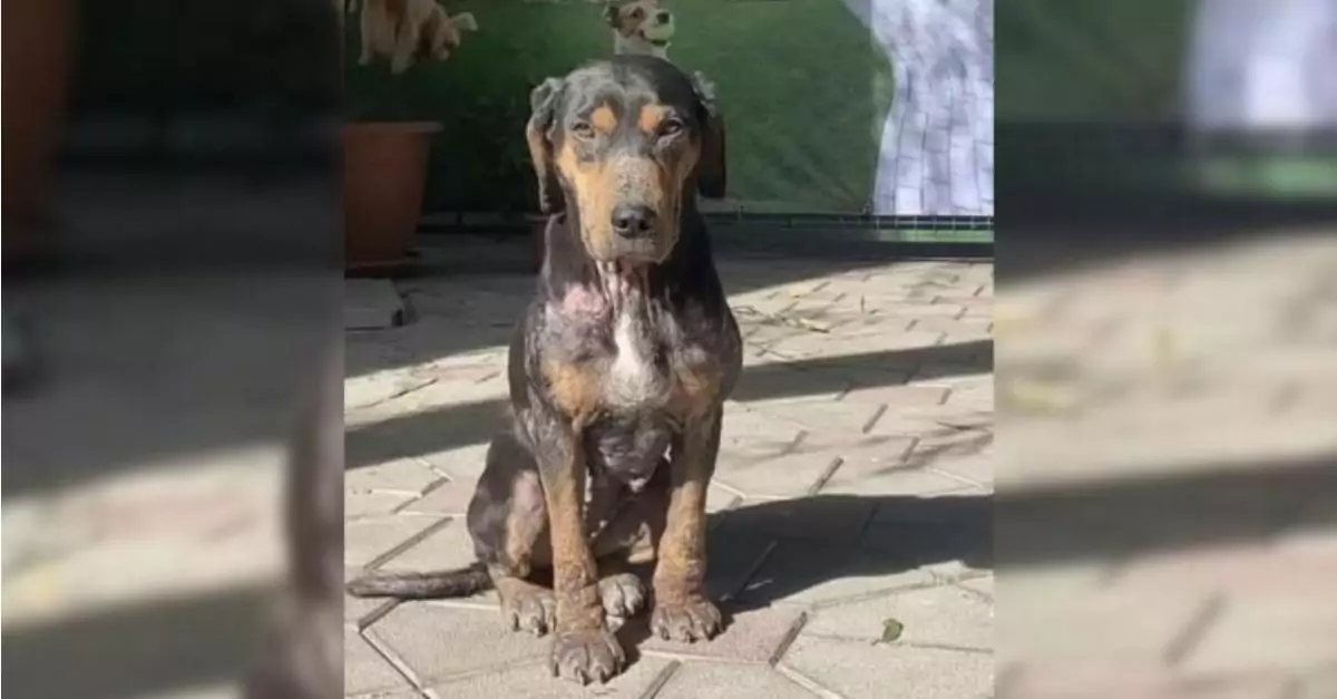 Ailing stray puppy remained outside the shelter, pleading with passersby for adoption