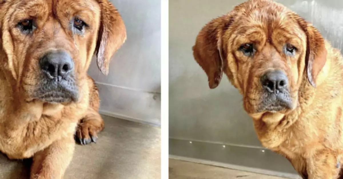 A gentle Mastiff, discovered as a stray, quietly whimpers for assistance in her kennel at an overcrowded shelter