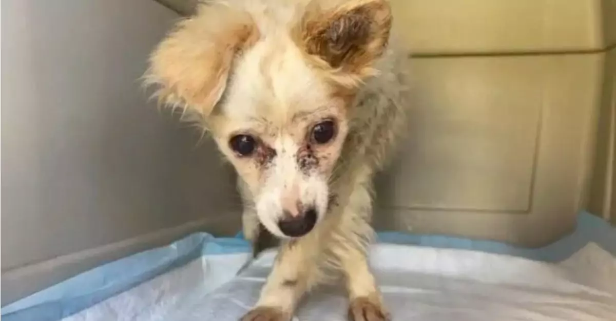 The courageous herding dog defends his flock of sheep by successfully fending off eleven coyotes