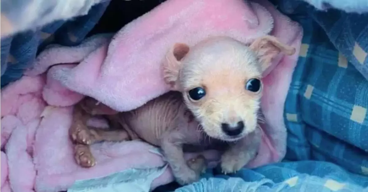 This small disabled puppy weighed merely one pound until he encountered a remarkable individual who transformed his life