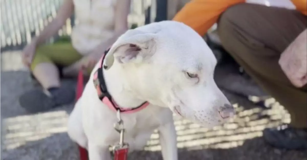 A Stray Pit Bull Undergoes a Remarkable Transformation Upon Meeting Her Wonderful New Owner