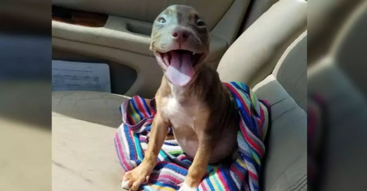 The dog that had been rescued was unable to hide his joy upon finally departing from the shelter