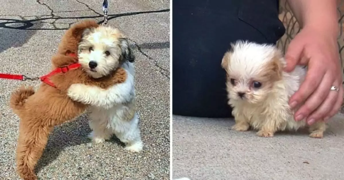 A couple decided to adopt a 17-year-old dog from a shelter, and fortunately, he lived long enough to meet their human sister