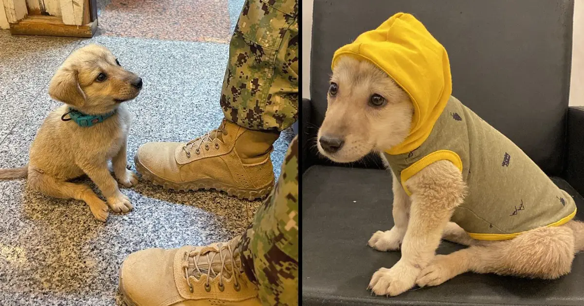 Lost puppy has a chance to survive thanks to finding hero on a Navy base