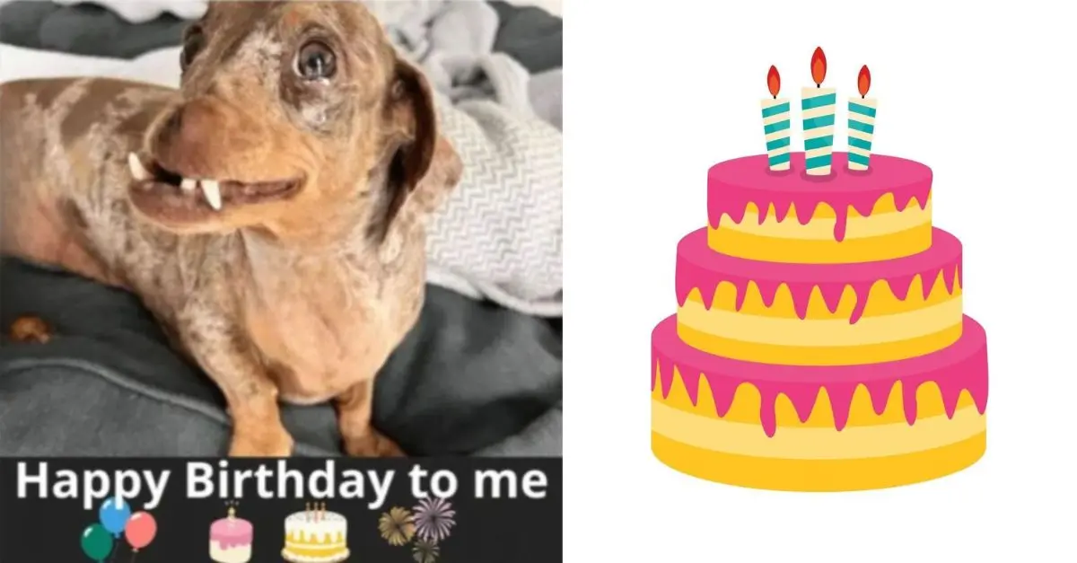 Heri, a dog who was once abused, now celebrates his birthday with a new family