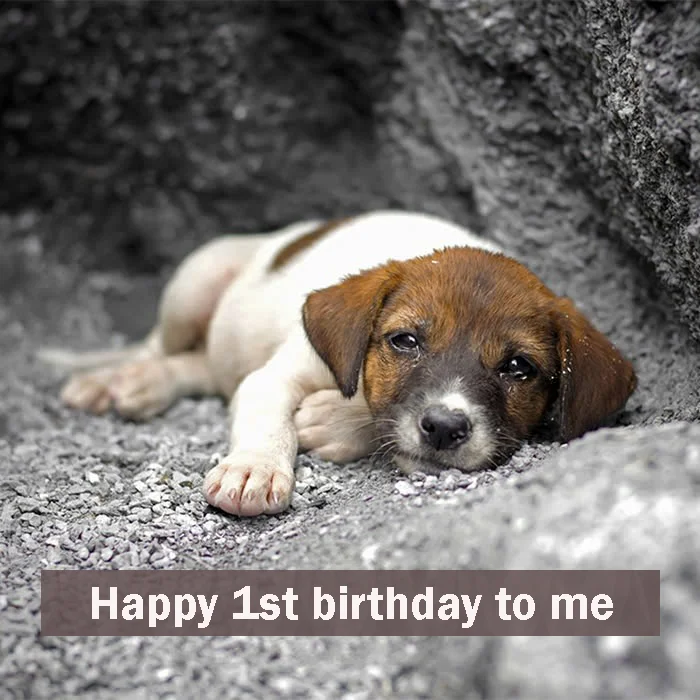 It’s sad that the day I was born was also the day I was thrown away. Happy 1st birthday to me.