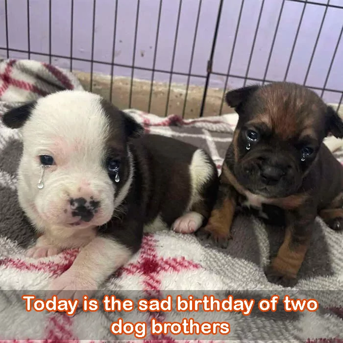 A sad birthday for two dog brothers: Mother abandoned them, forcing them to live in a rescue camp