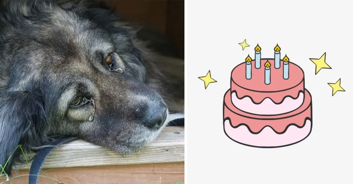 Boo’s 11th birthday and the dog is very sick, this may be his last birthday