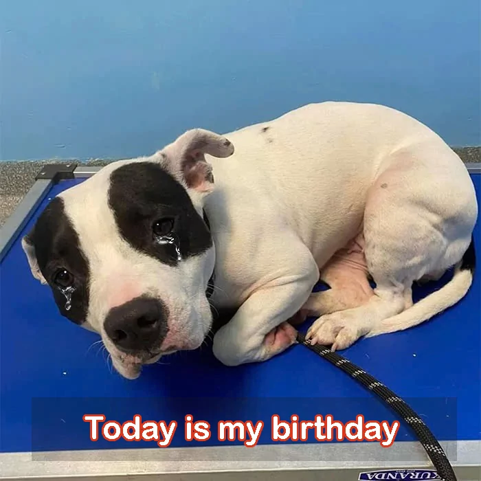 8th birthday at the shelter, I just wish for a warm home