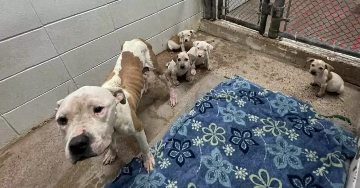 A courageous mother dog is prioritizing the needs of her puppies over her own and is in urgent need of rescue assistance