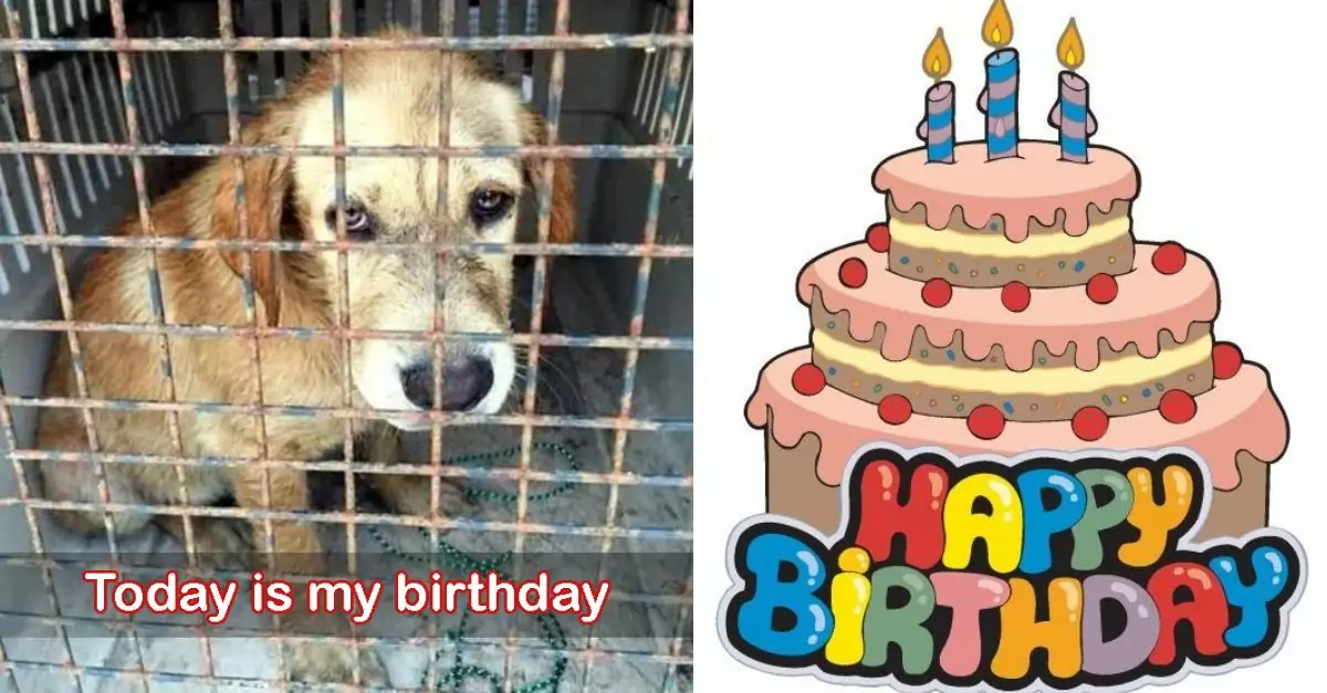 Dog Nano Finds Ray of Hope on Her 9th Birthday at Shelter: Someone Comes to Adopt Him