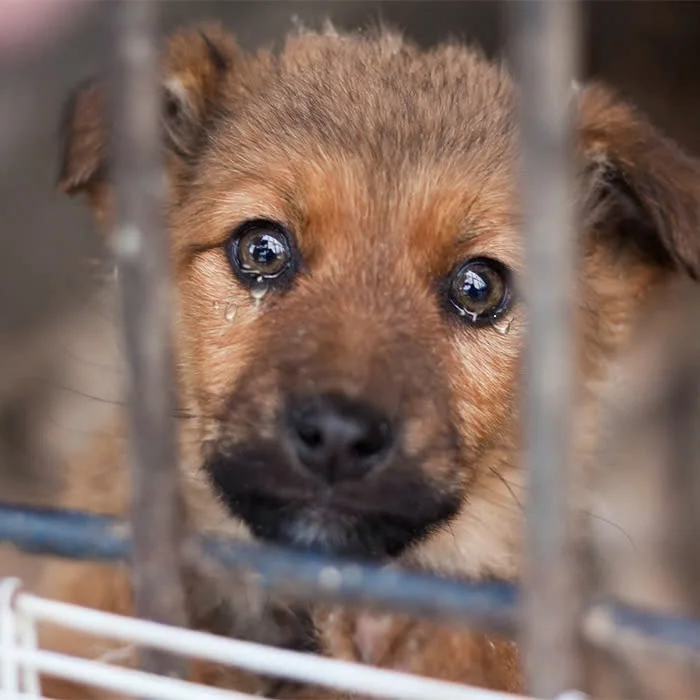 I used to be a dog with a complete family but today I have to spend my first birthday in a shelter. Just because I’m sick, my parents don’t want to keep me anymore.