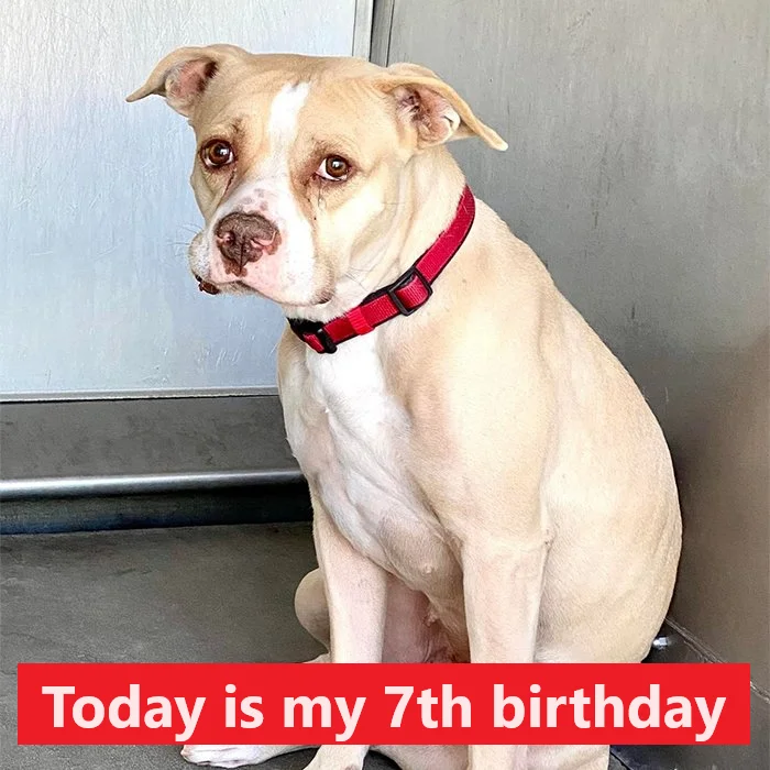 I’ve been in the shelter for 7 years, today is my birthday and still no one wants to adopt me