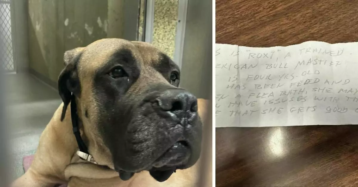 An English mastiff was found secured to a pole on a bustling roadway, accompanied by food, water, and a brief note