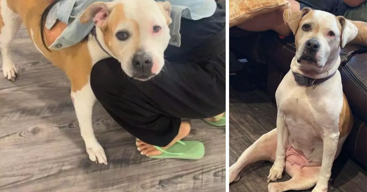 Depressed dog abandoned at rescue shelter a day after being adopted is happy to see the face of the volunteer he bonded with 3 years ago