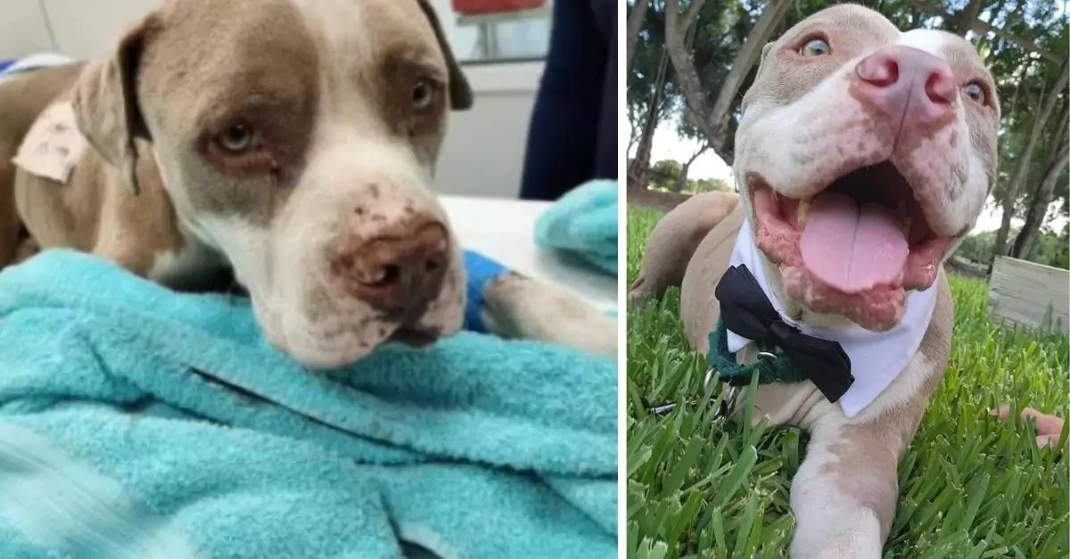 A courageous dog, who lost a leg due to a gator attack, is in search of a caring home