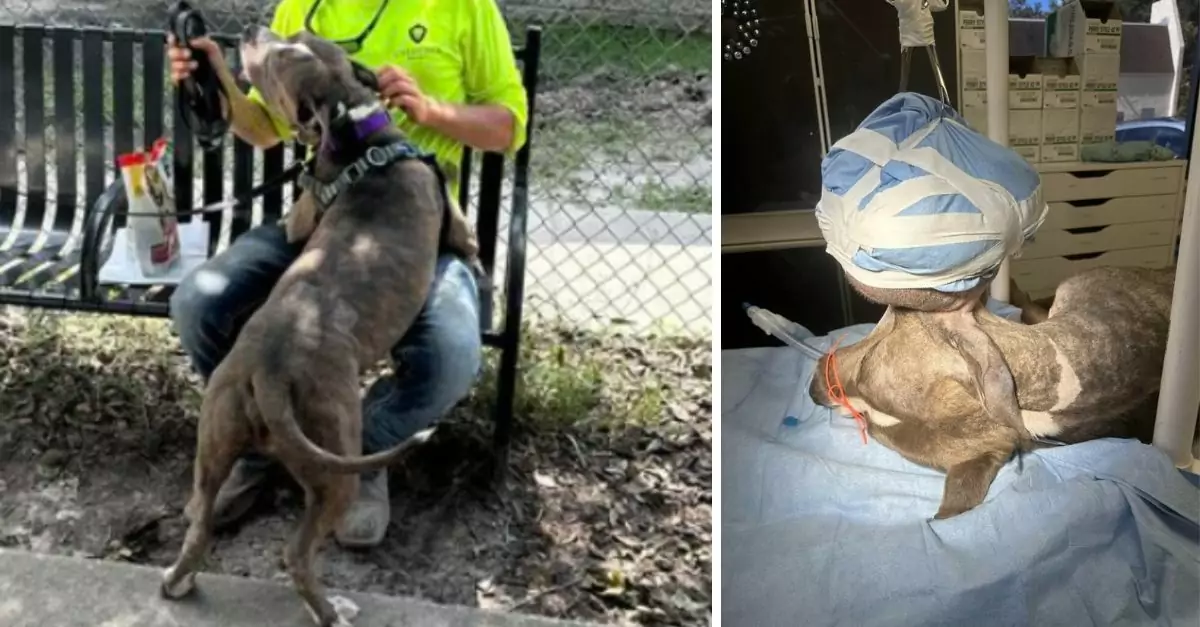 A construction worker dedicated to constructing an animal shelter developed a deep affection for a dog in search of a permanent home