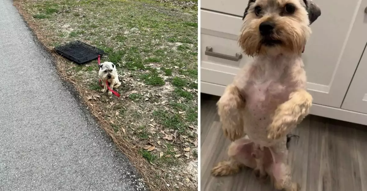 A woman felt a profound sense of sorrow upon discovering a gentle puppy secured to a crate