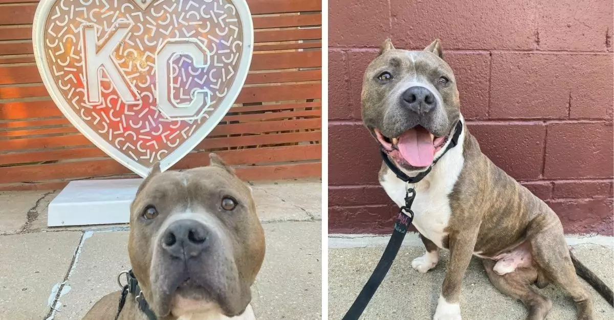 A Pit Bull that resided in a shelter for 150 days performs the most endearing gesture with his foster family each morning