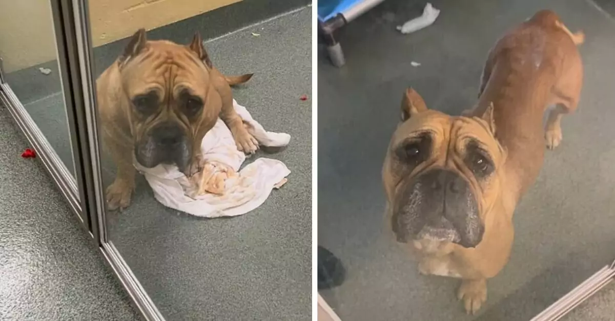 A neglected puppy experienced depression following the unexpected surrender by her owners to a shelter