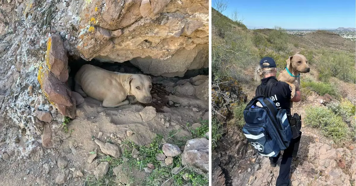 A hiker halts abruptly upon noticing ‘amber eyes’ emerging from a crevice