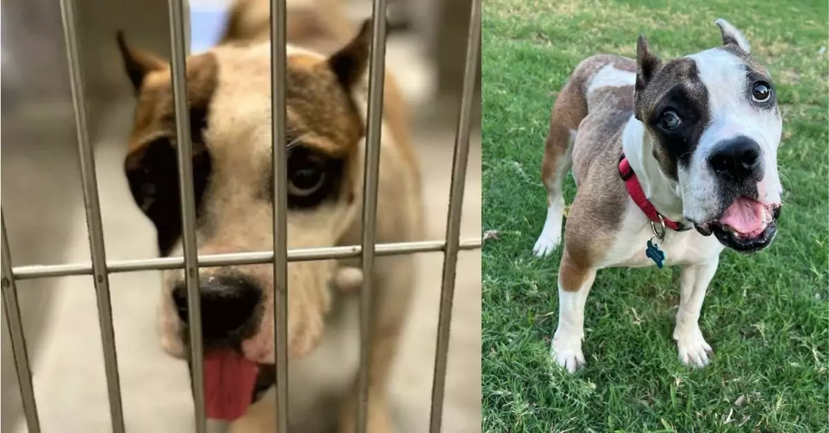 A dog faced the possibility of euthanasia after being deemed ‘unadoptable,’ but subsequently, his fortune took a positive turn