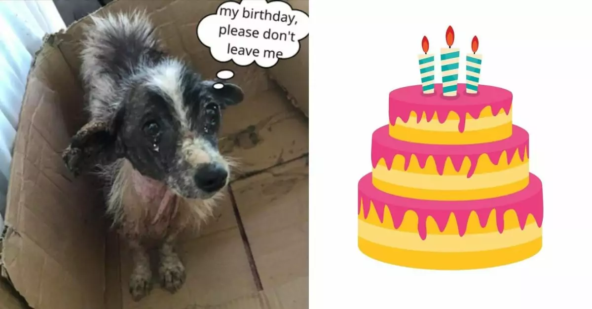 Today is my birthday but also the day my parents decided to take me to a shelter, I’m begging them not to leave me