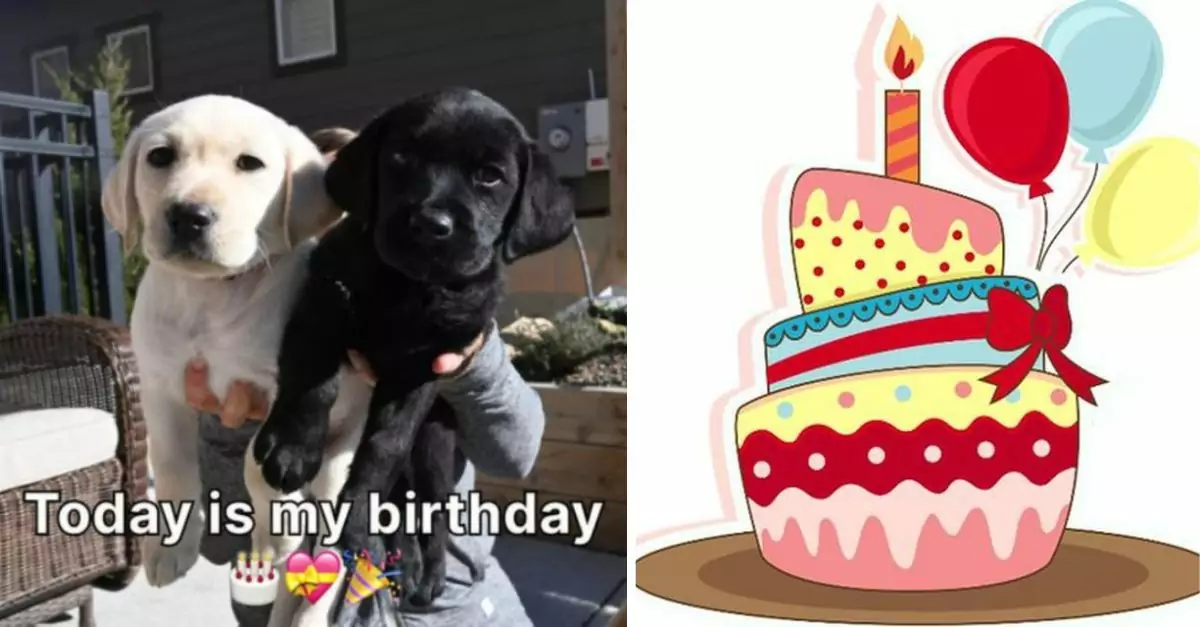 Today is the birthday of these two puppies but also the day they were abandoned by their mother, send the two puppies best wishes