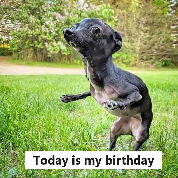 Normally I am an unloved dog because I am ugly. But today is my birthday, can I receive love from everyone?